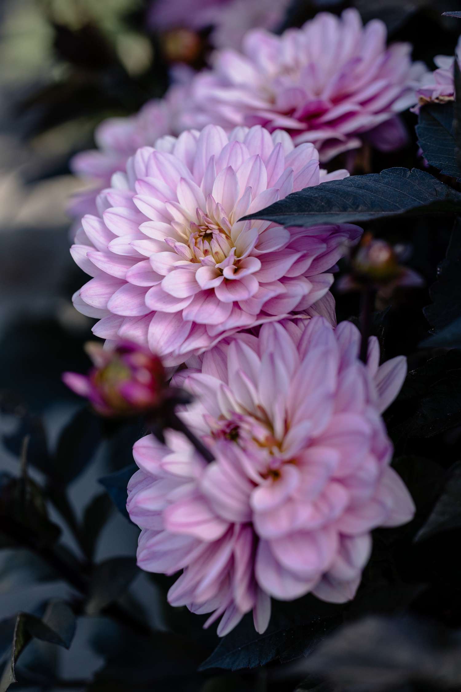 Dahlia 'Melody Harmony'